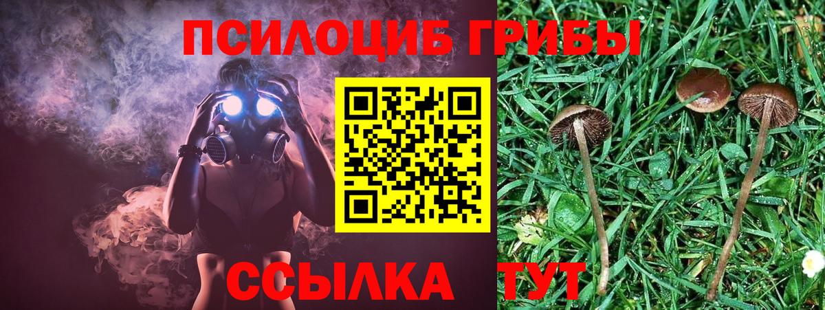 Псилоцибиновые грибы Psilocybe Мыски